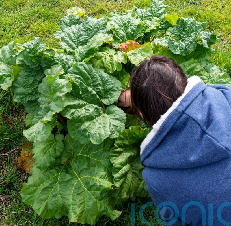 Homegrown fruit and veg makes for healthier diet and less waste, study suggests