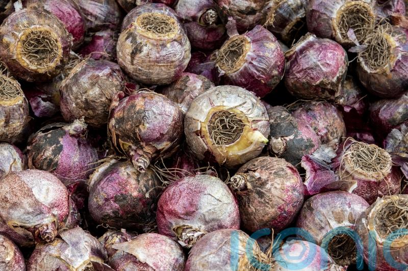 How to force bulbs to flower at Christmas