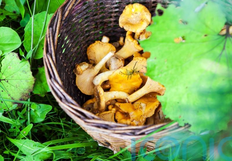 Which food items are in season this autumn?