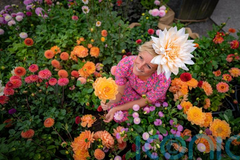 Victorian dahlia show recreated at Stonehenge with thousands of flowers