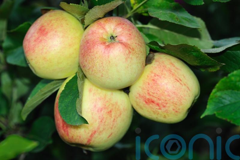 Why hasn’t my apple tree produced many fruits?
