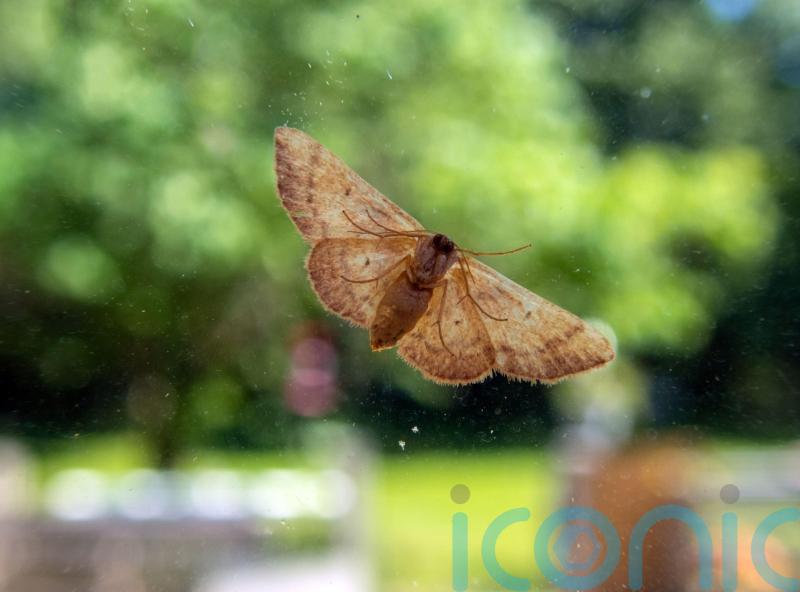 Autumn pests to look out for and how to get rid of them in your home and garden