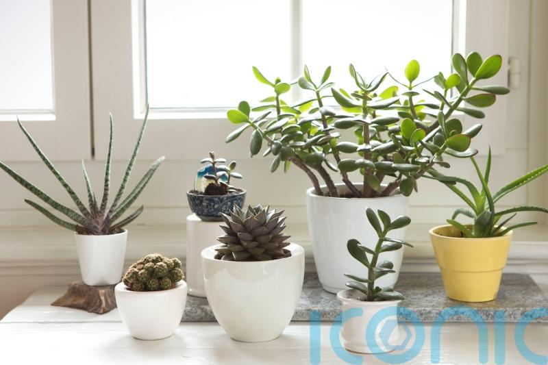 Which houseplants best suit your star sign?