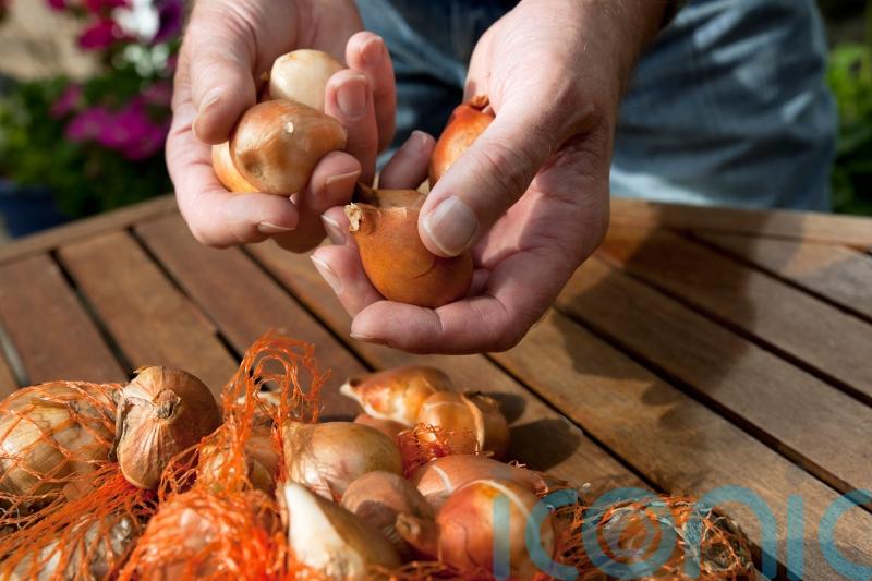 This is why you should plant your tulip bulbs in November