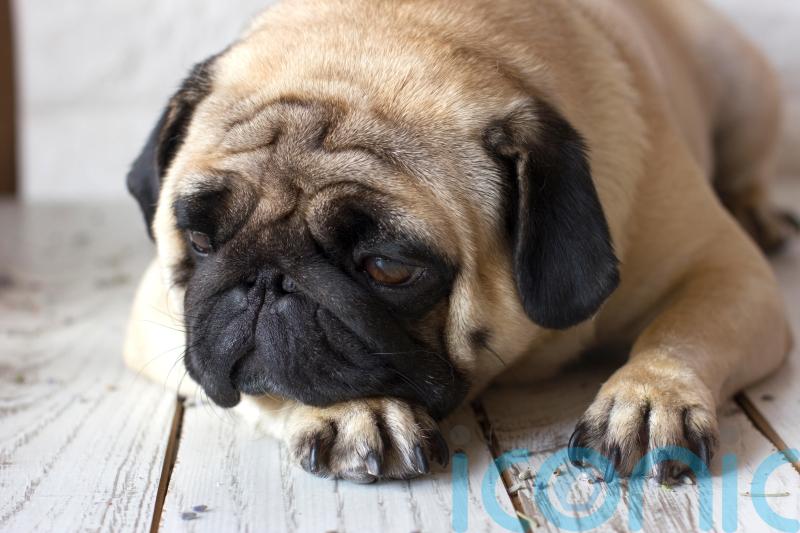Fireworks making your dog anxious? Expert advice for coping with Bonfire Night