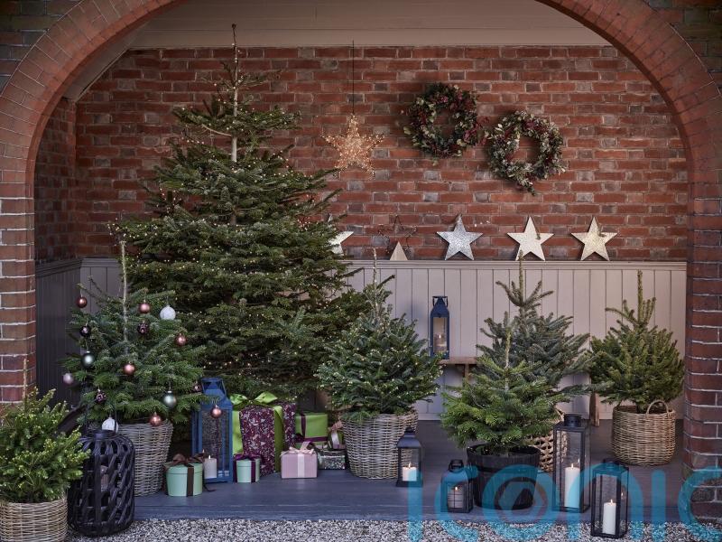 Why a pot-grown Christmas tree may save you money in the long term