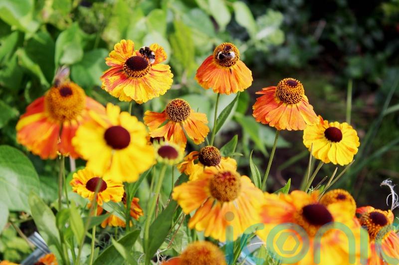 10 Christmas gardening gifts with wildlife in mind