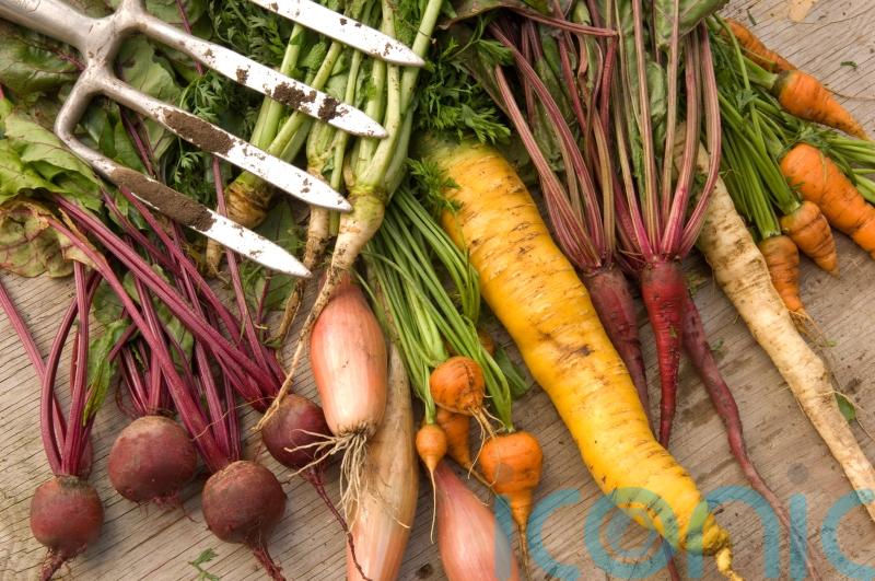 Which root veg can I harvest now for Christmas?