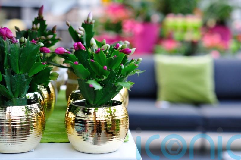 What Christmas houseplants will celebrity gardeners be displaying this year?