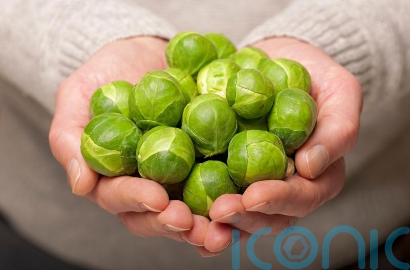How to grow your own Brussels sprouts