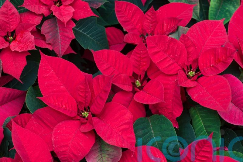 Why does my Christmas poinsettia always die?