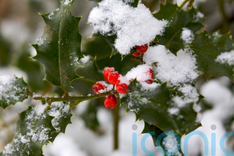 9 things you didn’t know about holly, our favourite Christmas plant