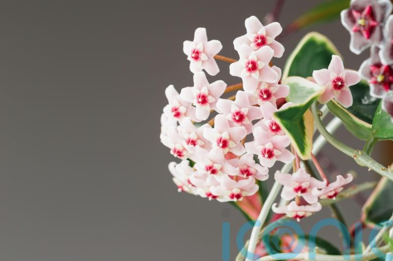 Which houseplants will be trending in 2024?