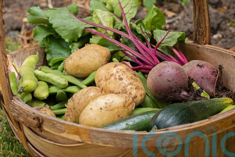 A beginner’s guide to growing your own veg in the New Year