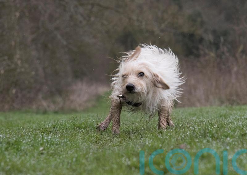 How to keep your home mud-free when you’re a dog owner