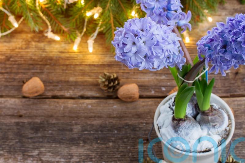 Christmas houseplants you can grow outside after the festive season