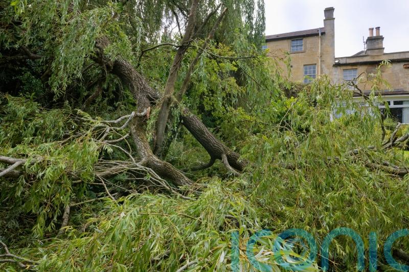 How to rescue your garden after heavy winds and rain