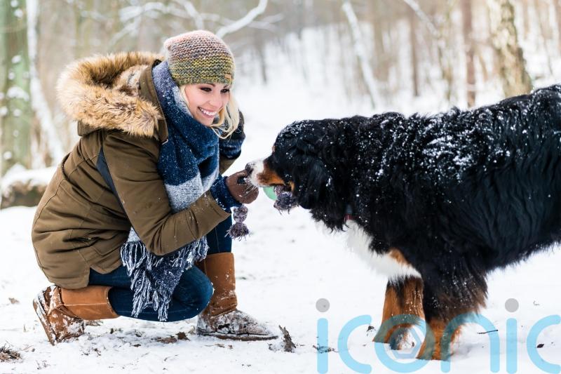 What to know about walking your dog in the cold