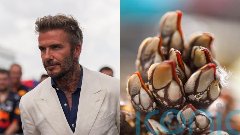 David Beckham tucks into alien-looking percebes in Spain &ndash; what are they?