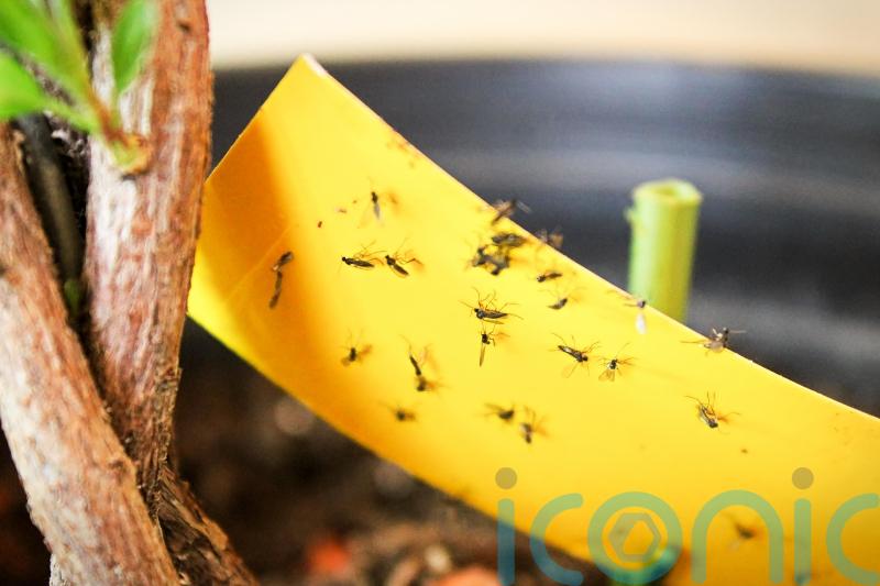 5 common houseplant pests – and how you can tackle them