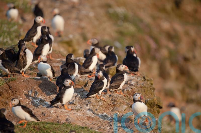 Celebrate spring days with these brilliant birding breaks in the UK