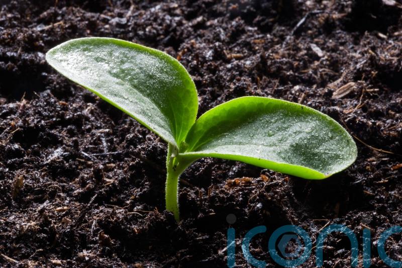 How resilient are your vegetables in weird weather?