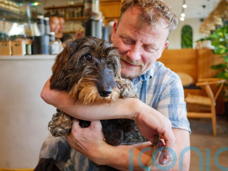 Dog thefts on the rise &ndash; how to prevent your pooch being pinched