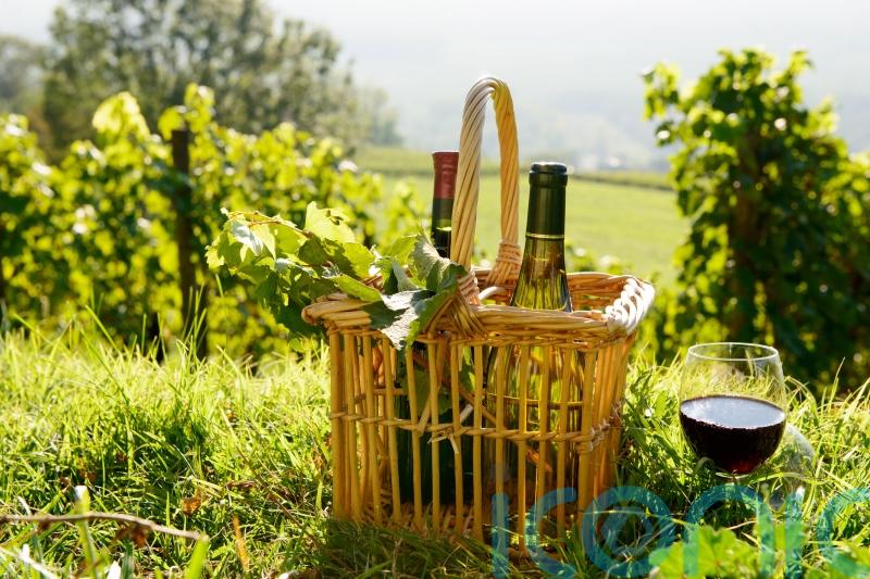 6 wines to taste the Languedoc-Roussillon