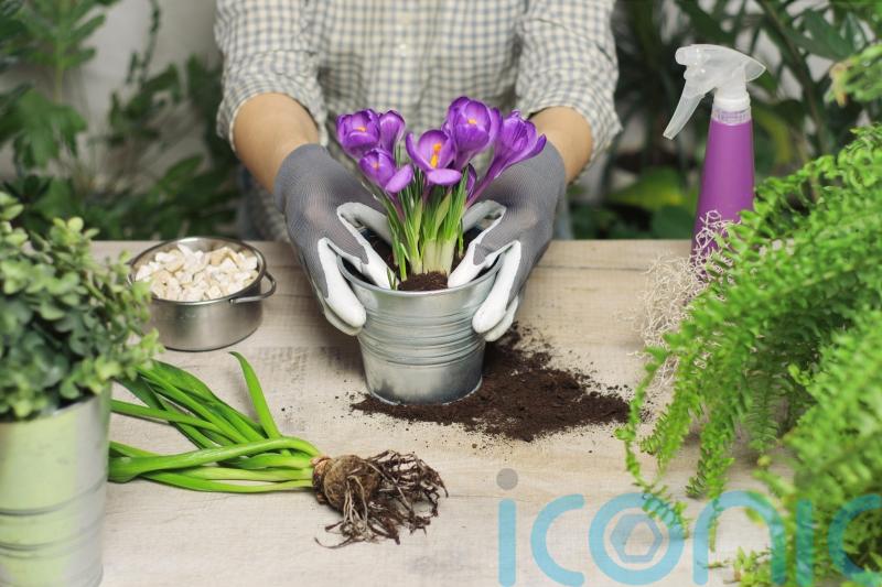 These are the spring jobs you need to do in the garden