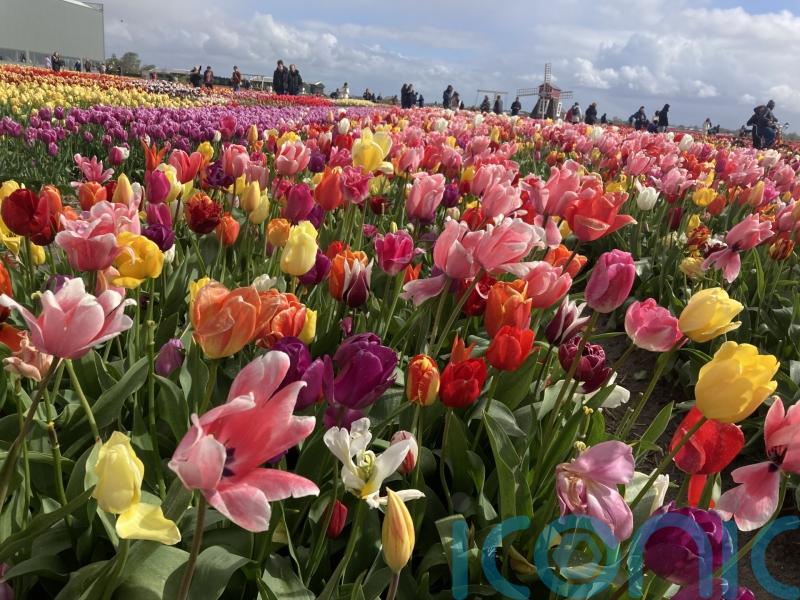 Why Amsterdam is blooming wonderful at the height of tulip season