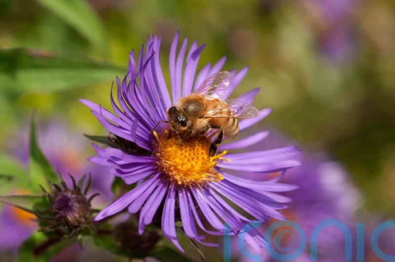 How to attract more bees to your garden