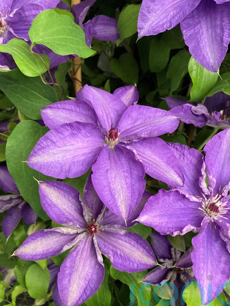 Sneak peek at new plants being launched at RHS Chelsea Flower Show