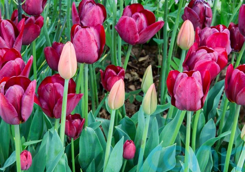 Do you really need to lift tulips in summer?
