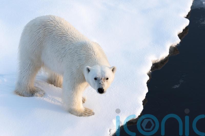 Cool off with bears and bergs in the Arctic this summer