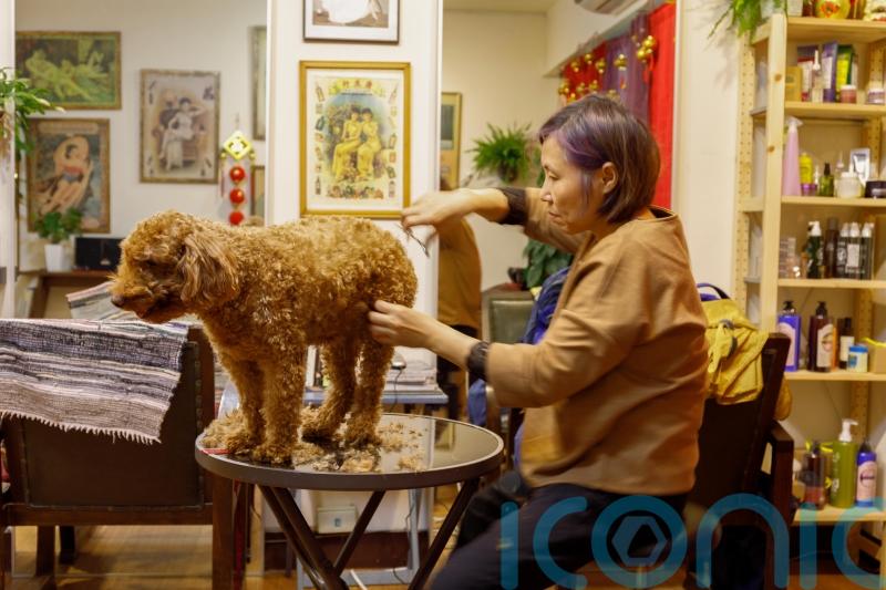 How to deal with pet smell and hair at home