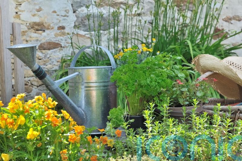 Growing herbs: Simple tips and tricks to ensure your plants thrive
