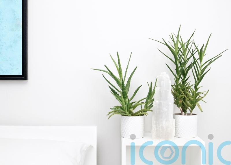 5 houseplants that will help you sleep