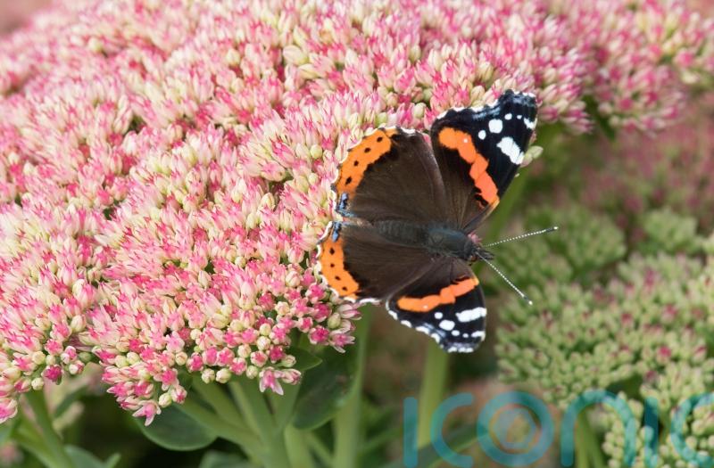 What butterflies will you be spotting during Big Butterfly Count?