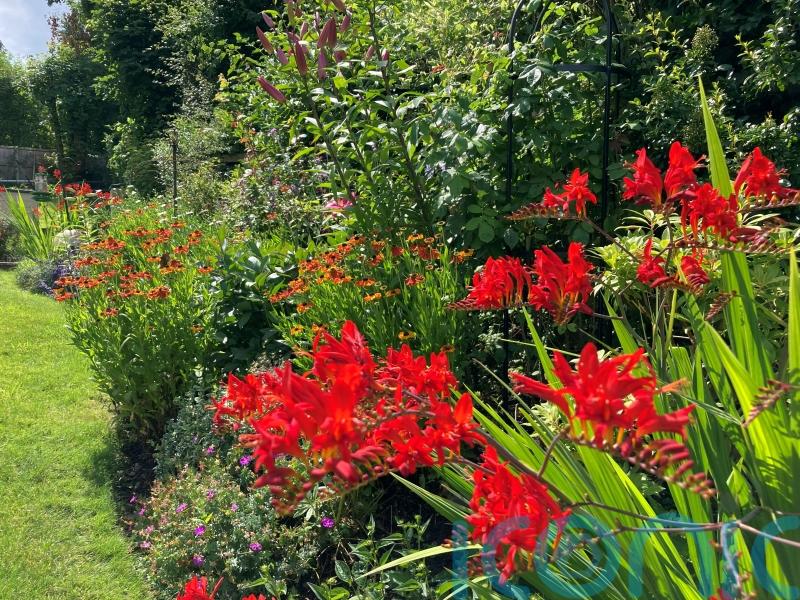 10 of the best late summer blooms