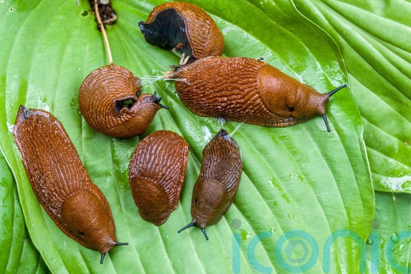 Why it’s been a bumper year for slugs, snails and other garden pests