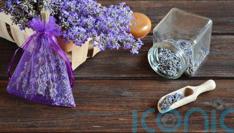 How to pimp up your home with lavender plants