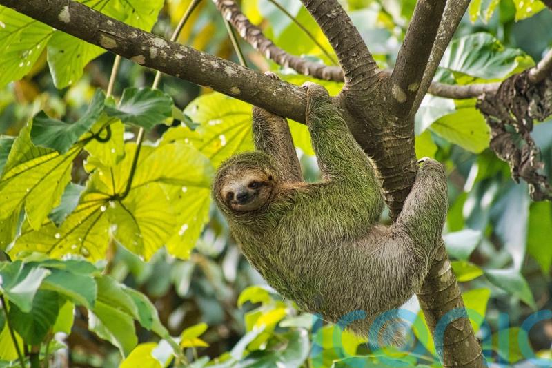 What is sloth fever and can I catch it?