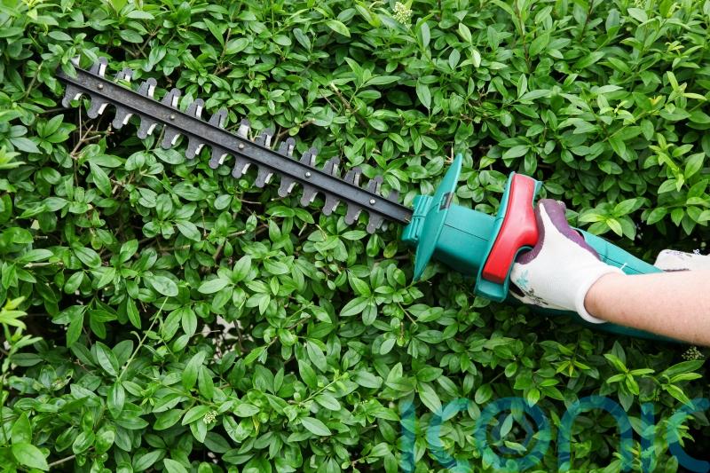 Hedging: The best tools for tidying up hedges after summer