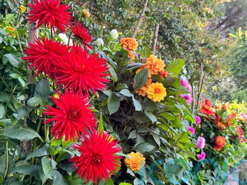 How to achieve dazzling dahlia displays