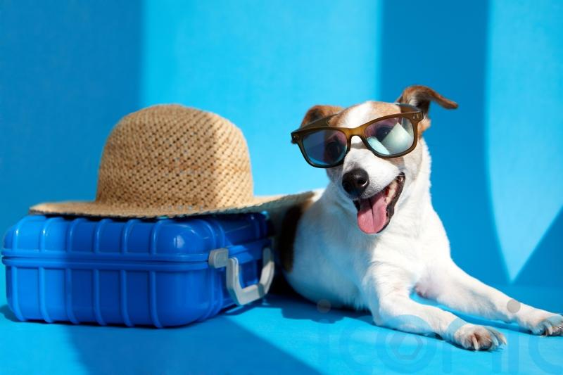 Dog-friendly getaways to discover in the UK this autumn