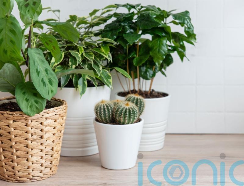 How to style your living space with indoor plants
