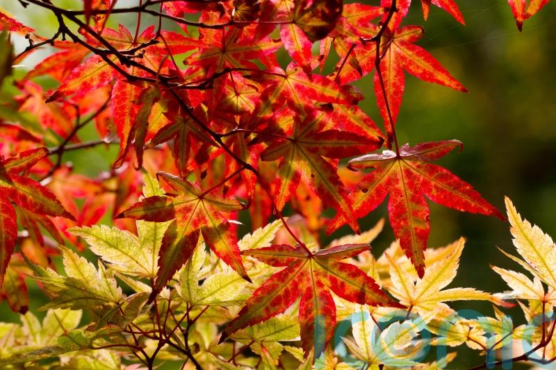 The best plants for dazzling leaf colour in autumn