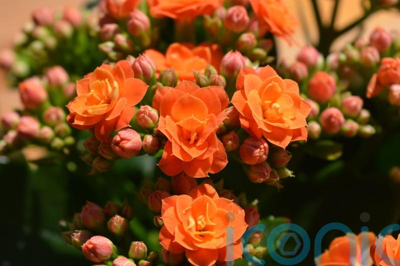 5 of the best houseplants to fill your home with joy this autumn