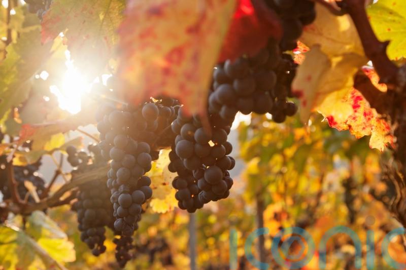 6 fruit-filled wines for autumnal recipes
