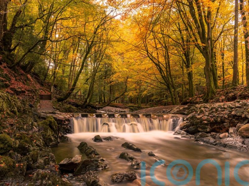 The best forest walks around the UK and Ireland to take on this autumn and winter